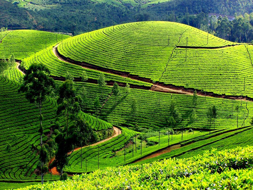 Mangalappillil Homestay Munnar Exteriér fotografie